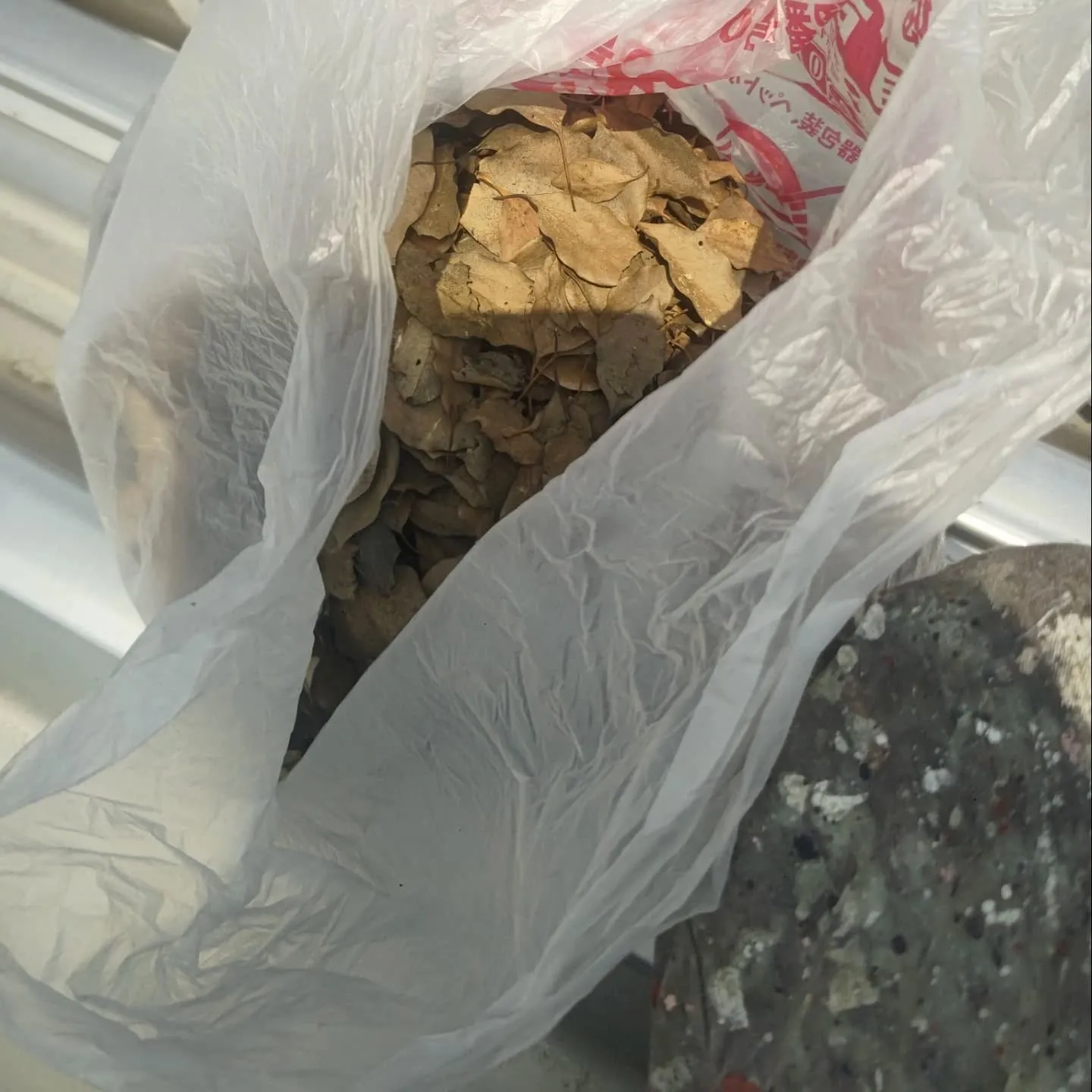 名古屋市中川区某アパートの雨樋に溜まった枯葉を撤去に来ました...