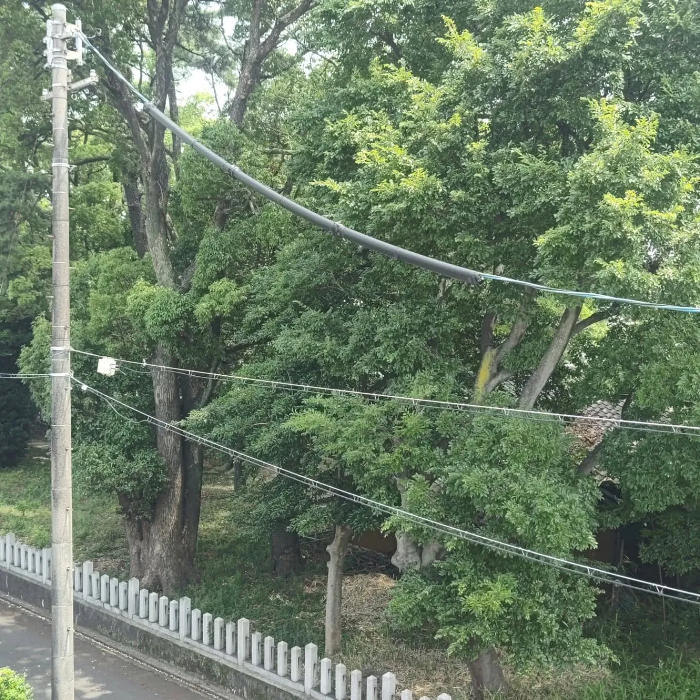 名古屋市中川区某アパートの雨樋に溜まった枯葉を撤去に来ました...